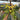 Philodendron Florida Beauty