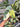 Syngonium Chiapense Variegated