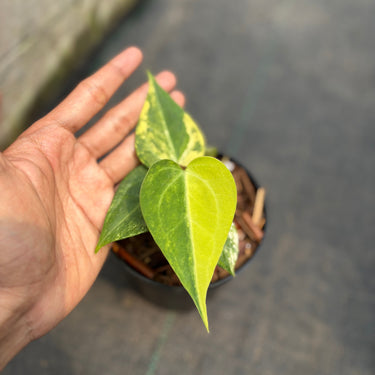 Anthurium Sweet Love Variegated