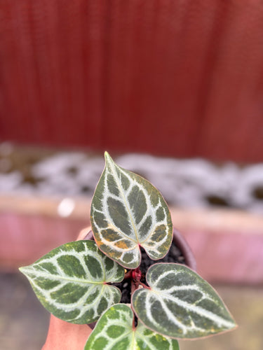 Anthurium King Of Spades x Red Crystal Variegated
