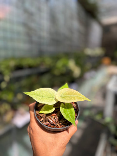 Anthurium Silver Blush White Mint Variegated - Seedling