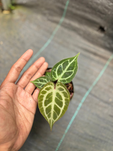 Anthurium Red Crystallinum Kos 01 x Red Tiger