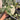Ps10-04 Monstera Jungle Mint