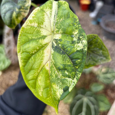 Alocasia Dragon Scale Variegated