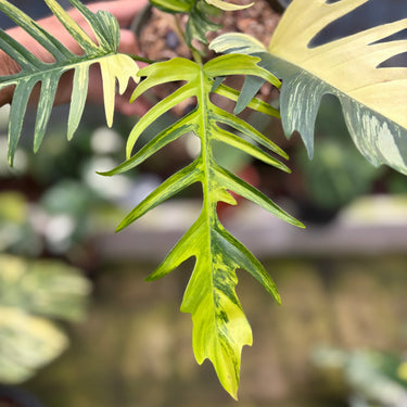 Philodendron Florida Beauty x Tortum Variegated