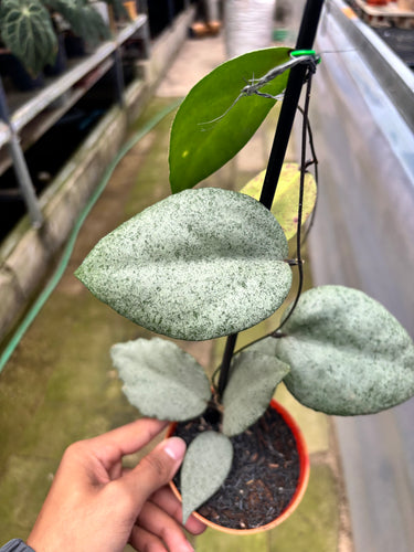 PS0903 Hoya Caudata Argene