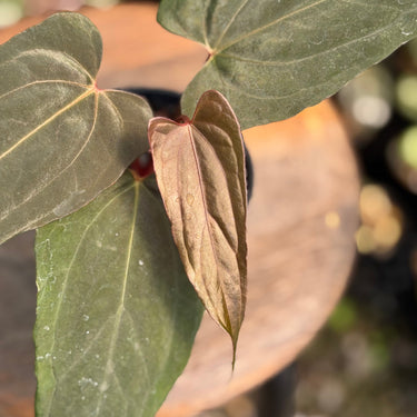 Ps10-05 Anthurium Cherry Blood