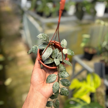 Hoya Lacunosa Silver Lime