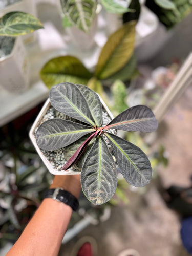 Labisia Serimbu