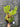 Ps10-45 Platycerium Ridleyi - Big