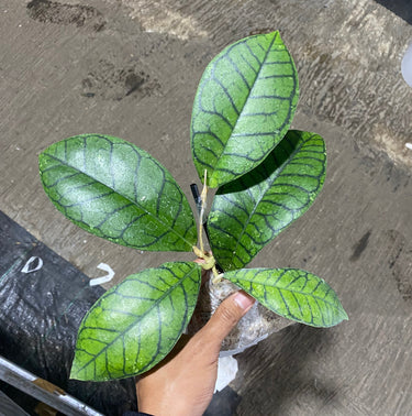 Hoya ranauensis