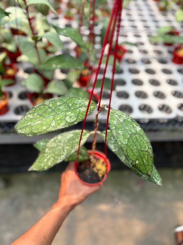 Hoya Clemensiorum Gatokaca