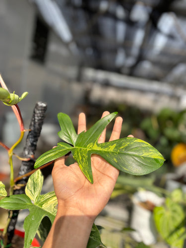 Philodendron Florida Beauty