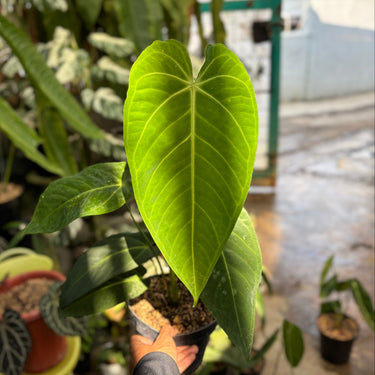 Anthurium Waterburyanum X Warocqueanum