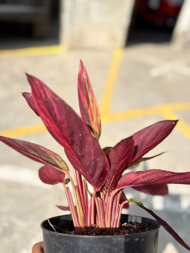 Calathea Magicstar Variegated - Plantstop.us