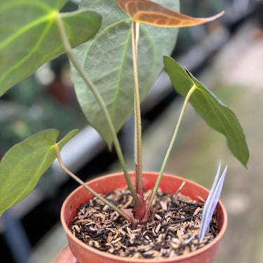 PS0914 Anthurium Clarinervium x Papillilaminum