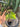 Anthurium Clarinervium Variegated