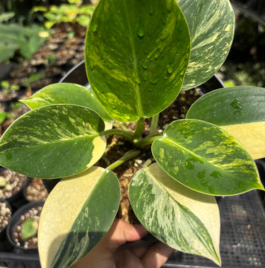 Philodendron Birkin Variegated