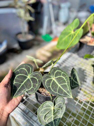 Ps10-20 Anthurium Clarinervium