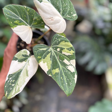 Philodendron Gloriosum Tricolor Variegated