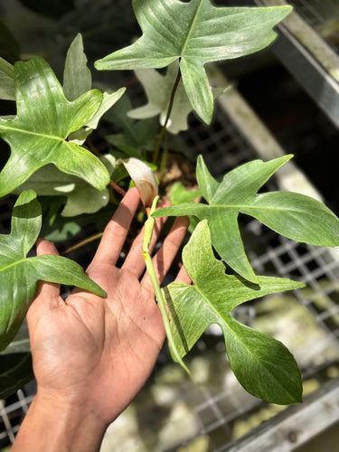 PS0926 Philodendron Florida Ghost - Mature