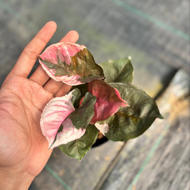 Syngonium Strawberry Ice Galaxy