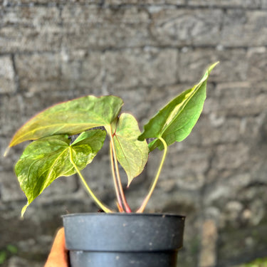A small potted plant with green variegated leaves and reddish stems, held in a black plastic nursery pot against a blurred stone wall background.