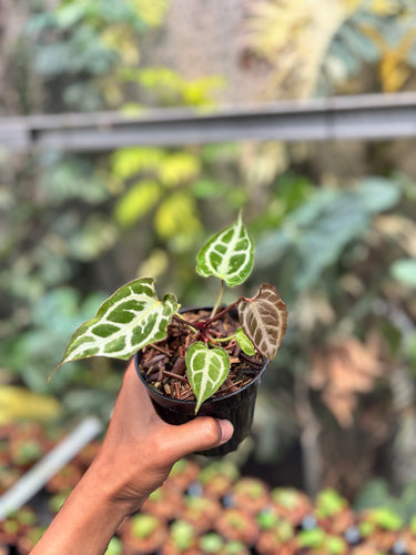 Anthurium King Of Spades x Muchlis