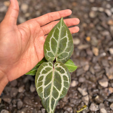 Anthurium Chocolate x Red Crystallinum
