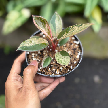 Philodendron Red Congo Dwarf Variegated