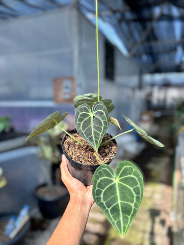 Ps10-20 Anthurium Clarinervium