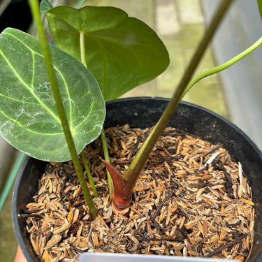 PS0913 Anthurium Forgetii