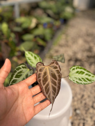 Anthurium Muchlis x Red Crystal