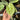 Anthurium Silver ButterFly - A close-up of a person's hand holding a large, heart-shaped green leaf with prominent light green to white variegation, with other potted plants blurred in the background.