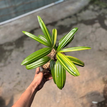 Palm Rhapis Pinanga Variegated