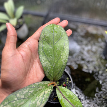 Hoya Tanggamus Splash
