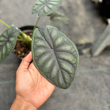 Ps10-16 Alocasia Dragon Scale