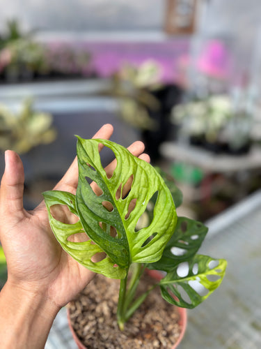 Ps10-28 Monstera Adansonii Aurea Variegated