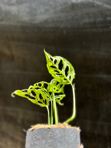 Monstera Obliqua