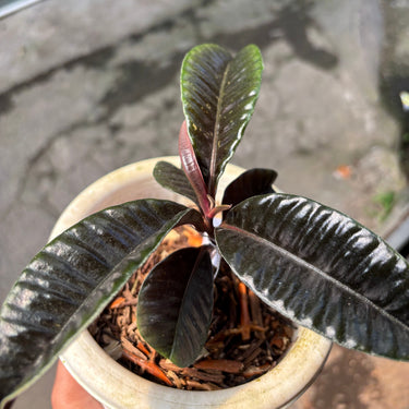 Labisia ButterFly