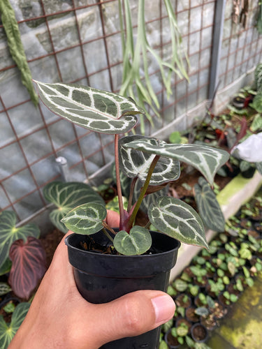 Anthurium Red Tiger