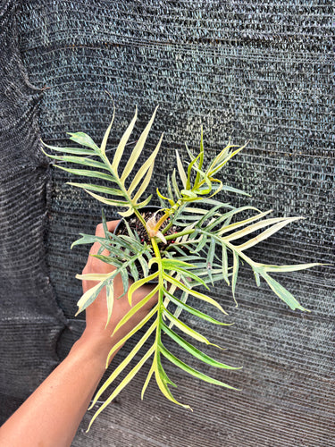 Ps10-47 Philodendron Tortum Variegated