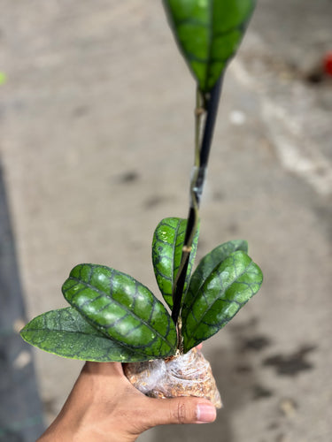 Hoya Callistophylla Black Dot