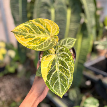 Anthurium Hellboy