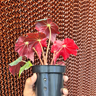 Begonia Black Fang Pink Variegated