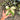 Ps10-03 Homalomena Pendula Variegated