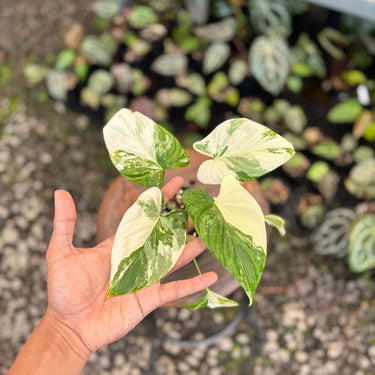 Ps10-03 Homalomena Pendula Variegated