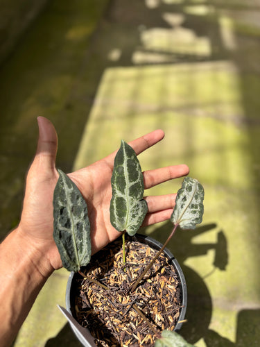 PS0924 Anthurium Venom