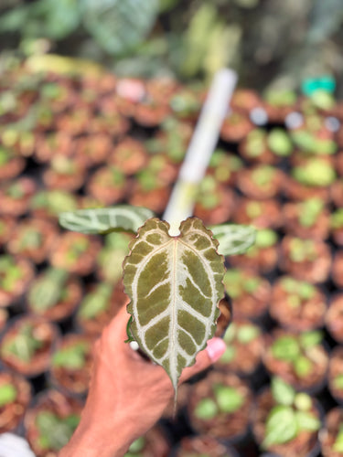 Anthurium Silver Butterfly x Muchlis Rc