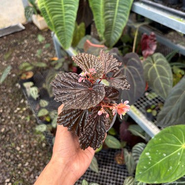 Begonia Blood Of Black Sp Papua